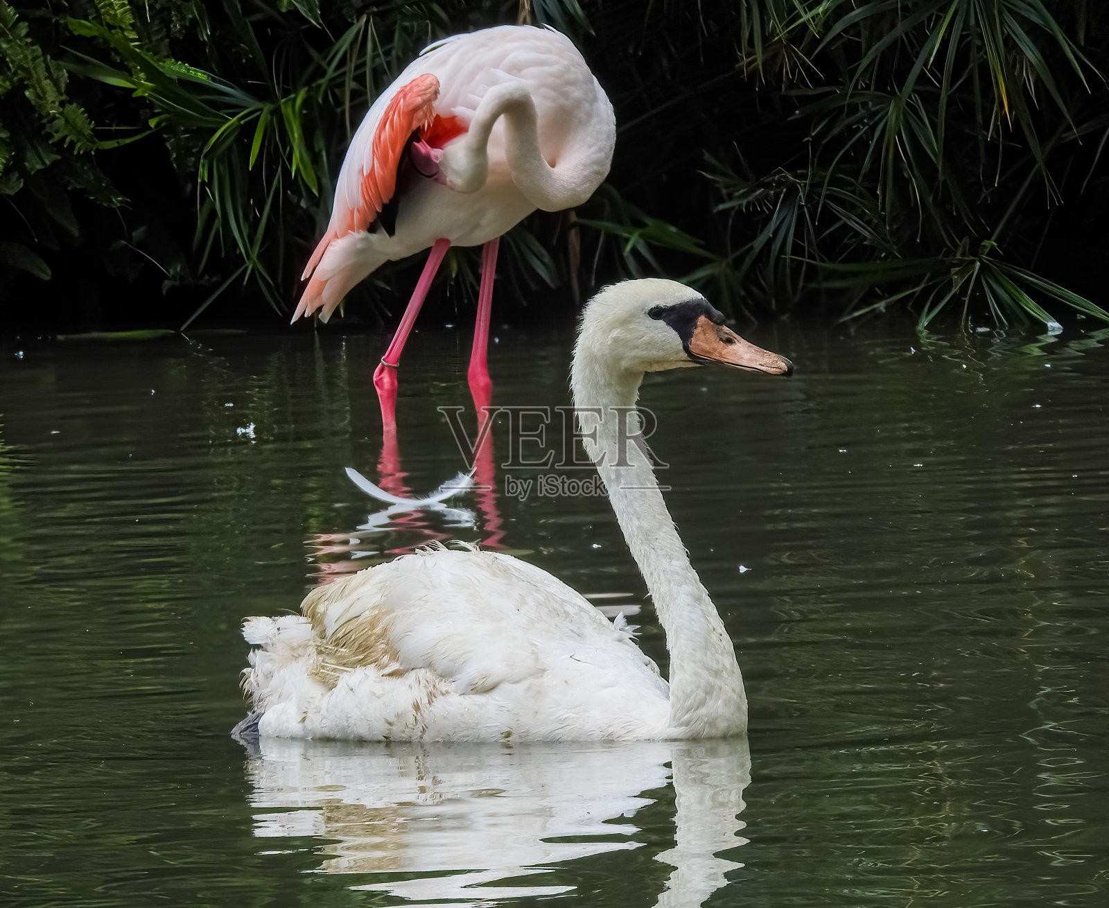 白天鹅和白火鸟照片摄影图片