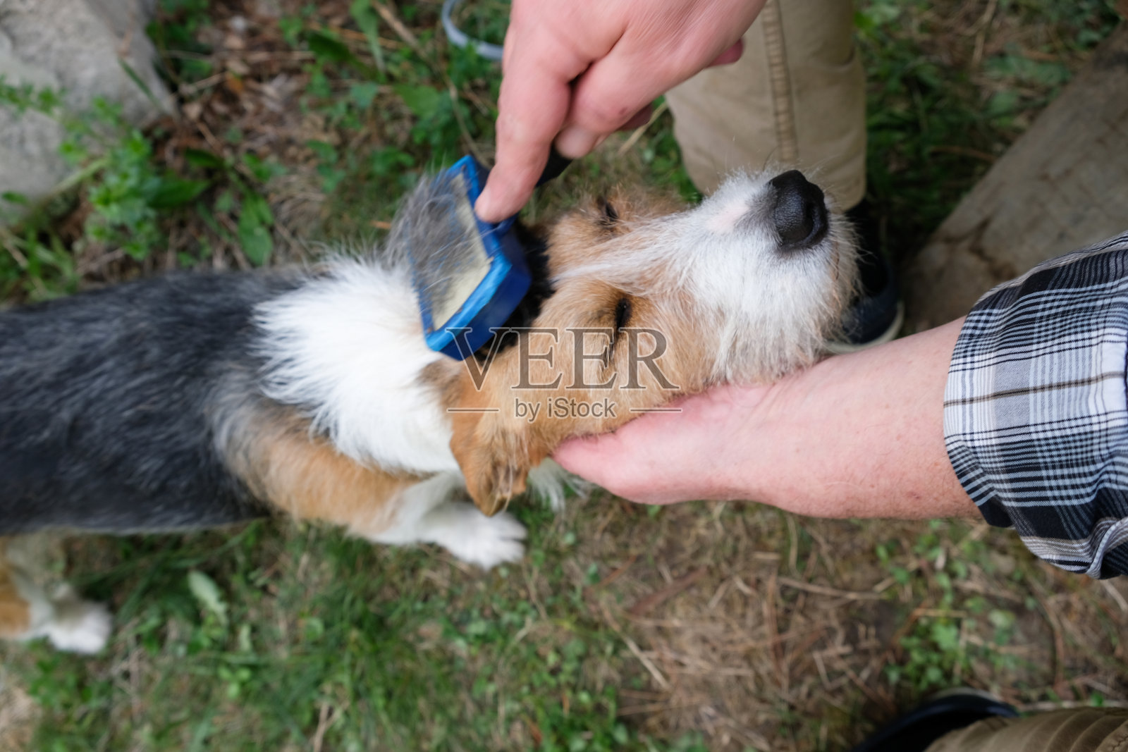 梳理梗类宠物狗户外肖像照片摄影图片