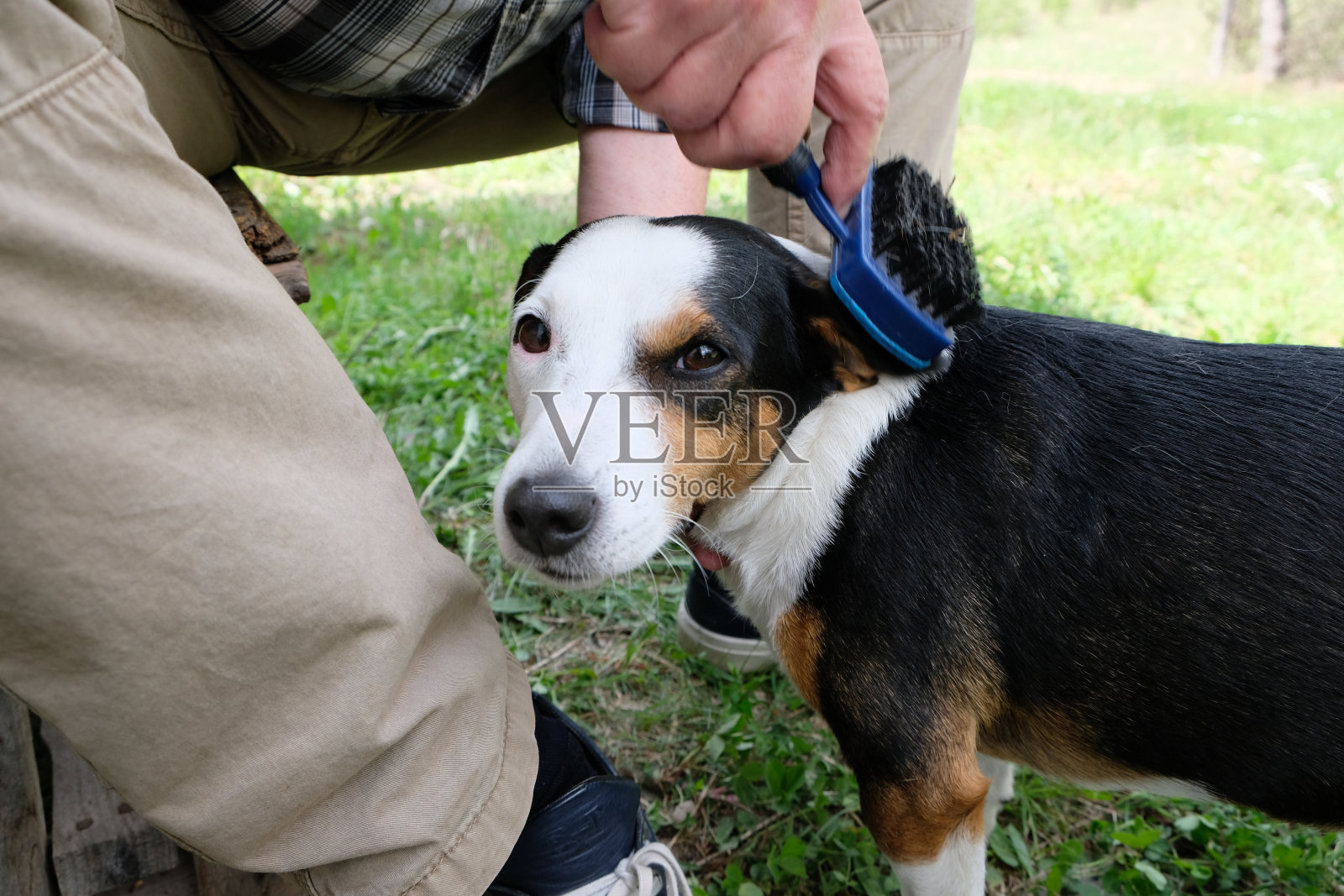 梳理梗类宠物狗户外肖像照片摄影图片