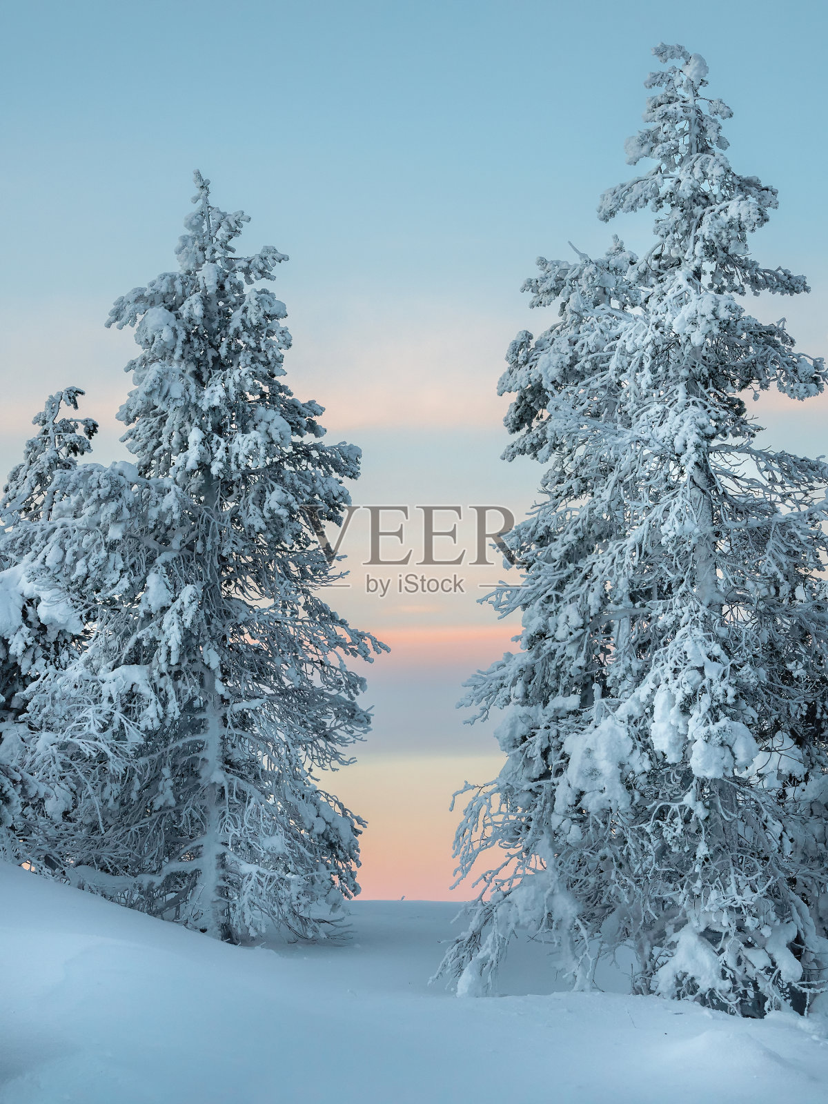 明亮、神奇、奇异的冷杉剪影被雪覆盖着。北极严酷的大自然。冬天的神秘童话。雪覆盖了山坡上孤独的圣诞冷杉树。照片摄影图片