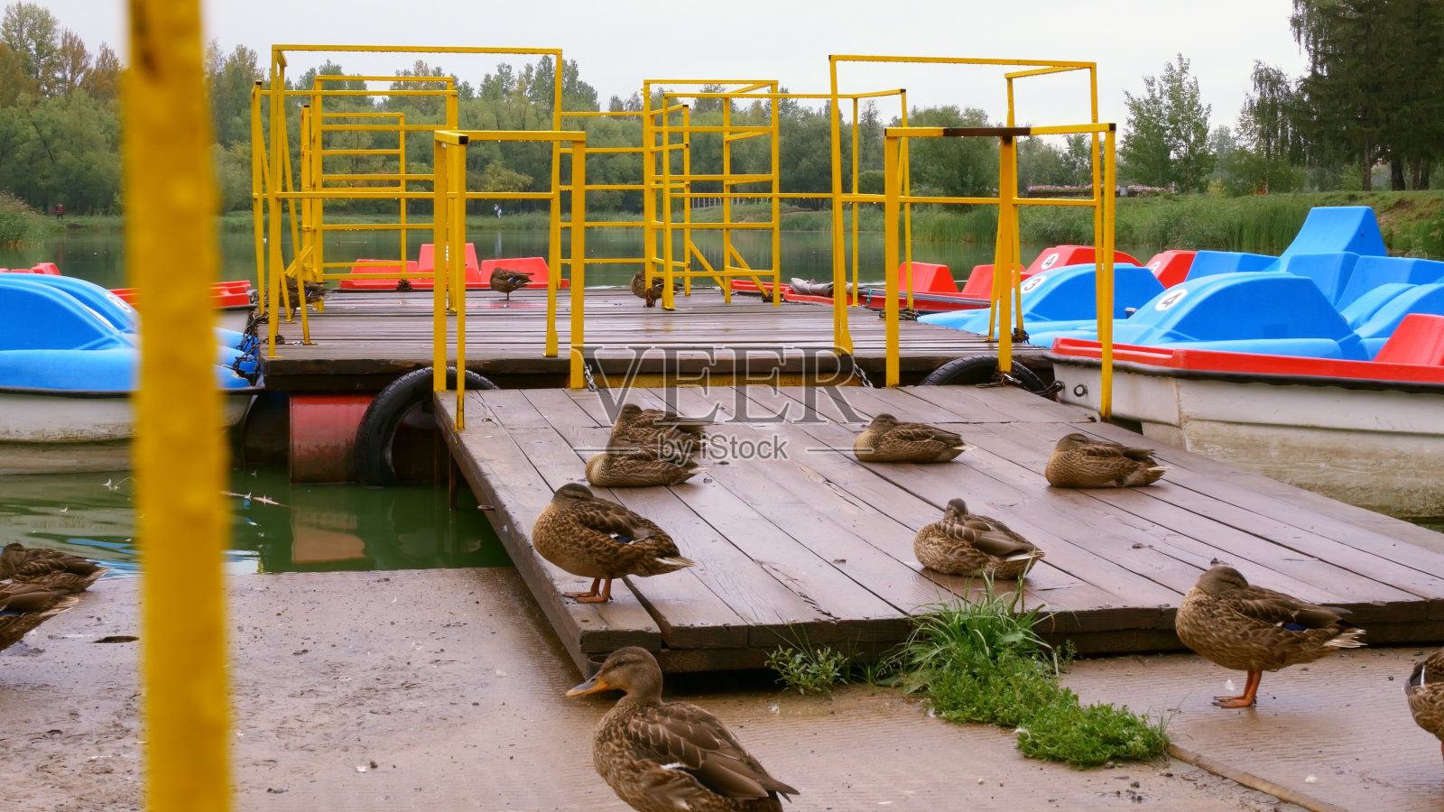 一群鸭子在一个木制码头上休息，那里停泊着双体船。看鸭子在湖上。观鸟的概念。生活在人工湖泊中的鸭子。城市公园里的水鸟生活照片摄影图片