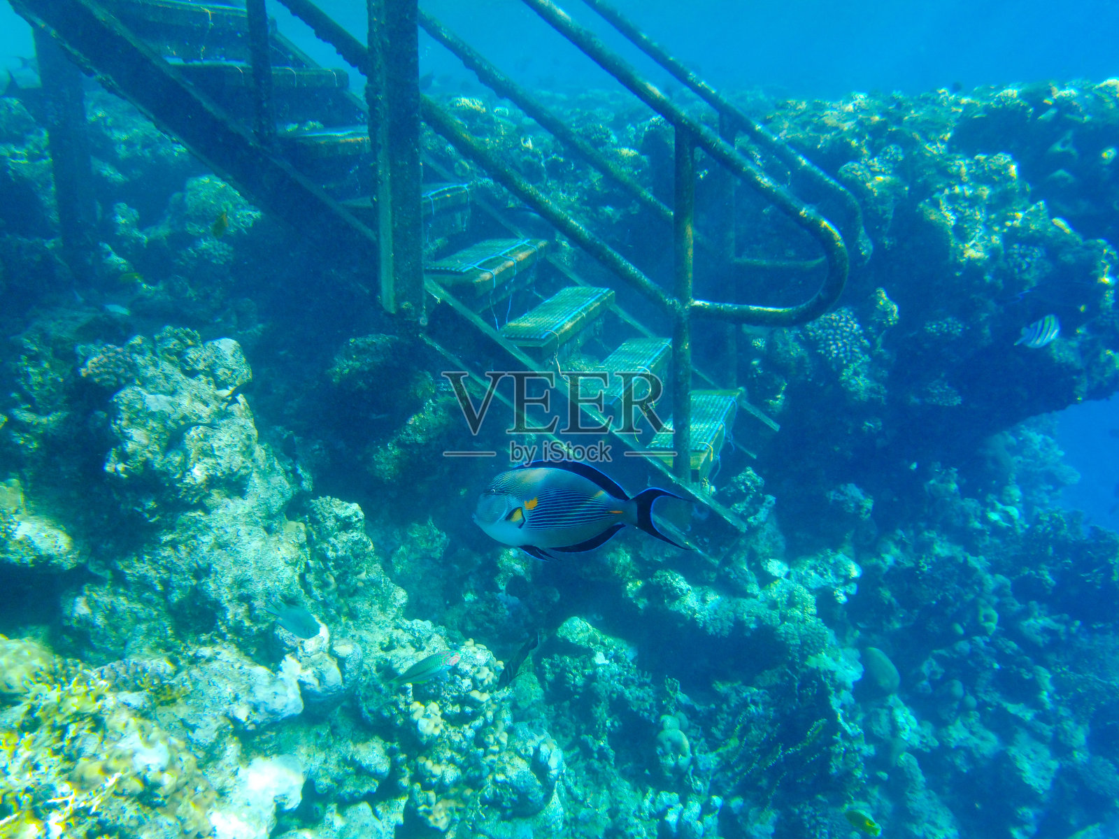 红海的索哈尔刺尾鱼在海滩浅水中游泳照片摄影图片