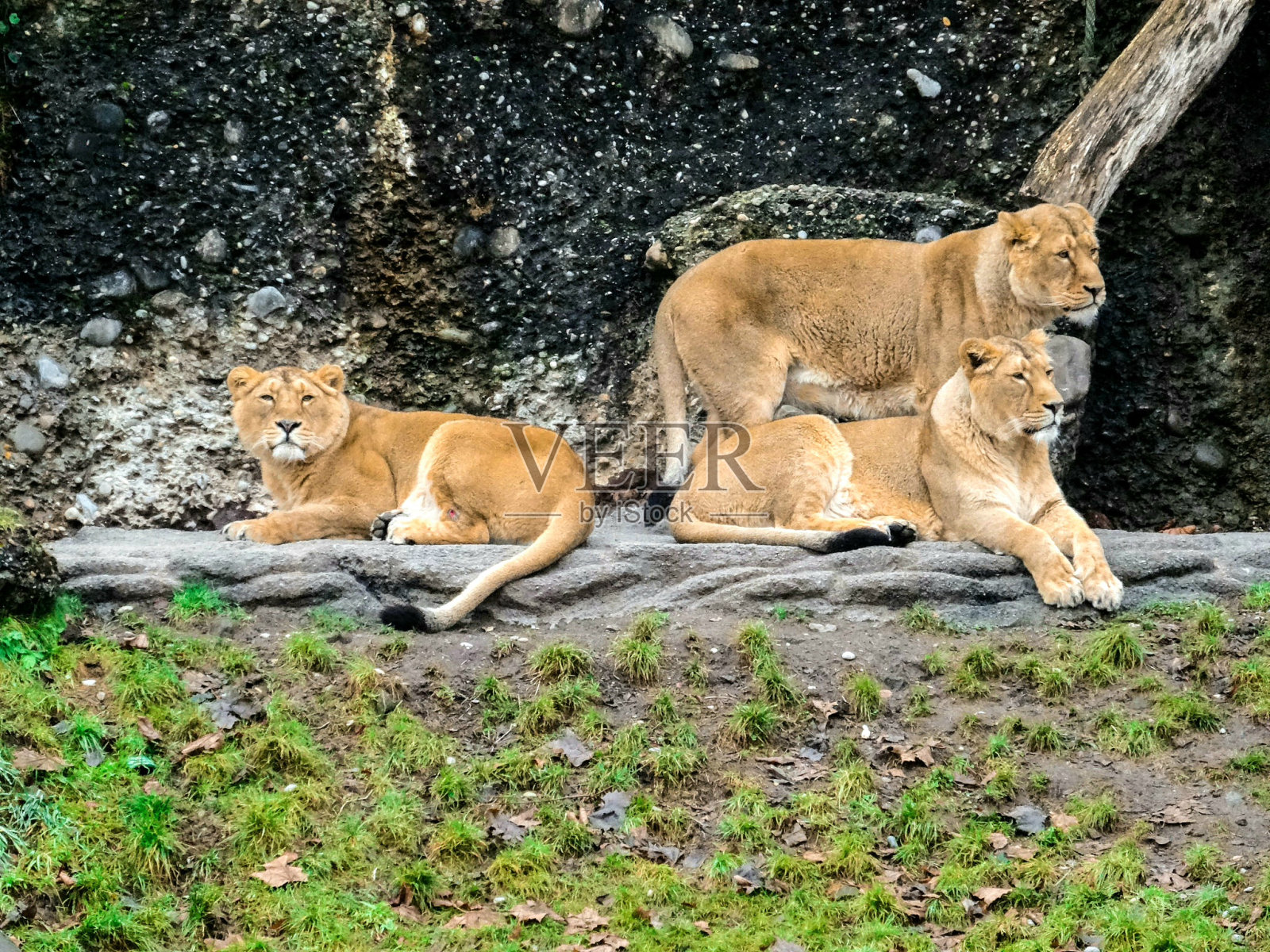 动物照片摄影图片