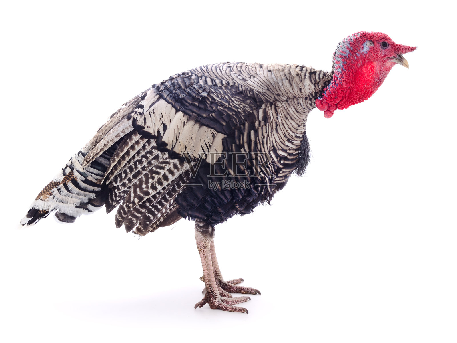 火鸡孤立。照片摄影图片