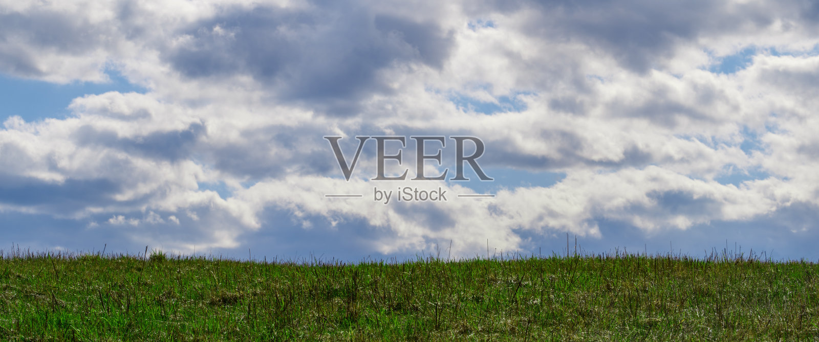 自然背景与绿色草地上的一棵树照片摄影图片