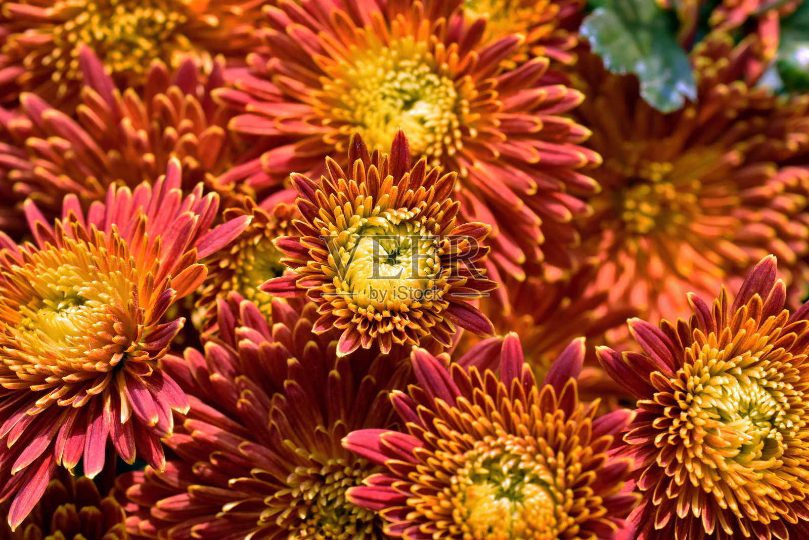 特写的红色和黄色菊花的背景照片摄影图片