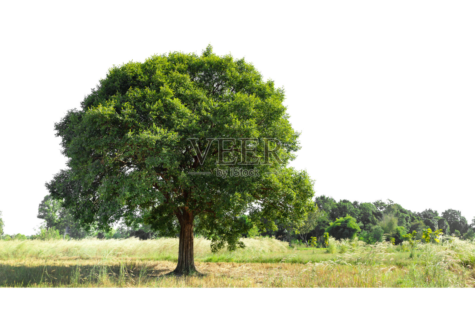 夏季景观与单线树，孤立在白色背景。照片摄影图片
