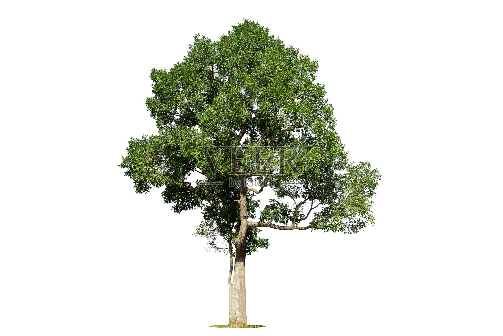 白色背景上的孤立绿树，白色背景上的孤立树木，用于设计、广告和建筑的孤立热带树木。照片摄影图片