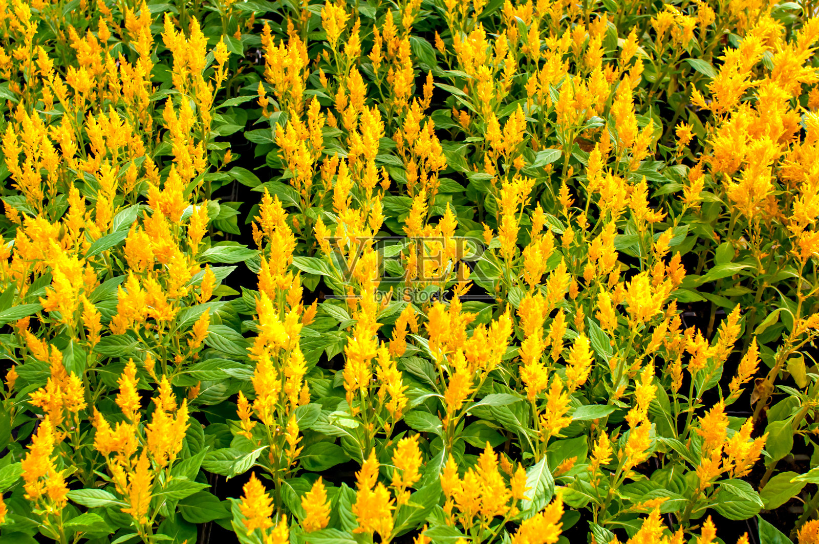 黄色植物花园纹理背景。照片摄影图片