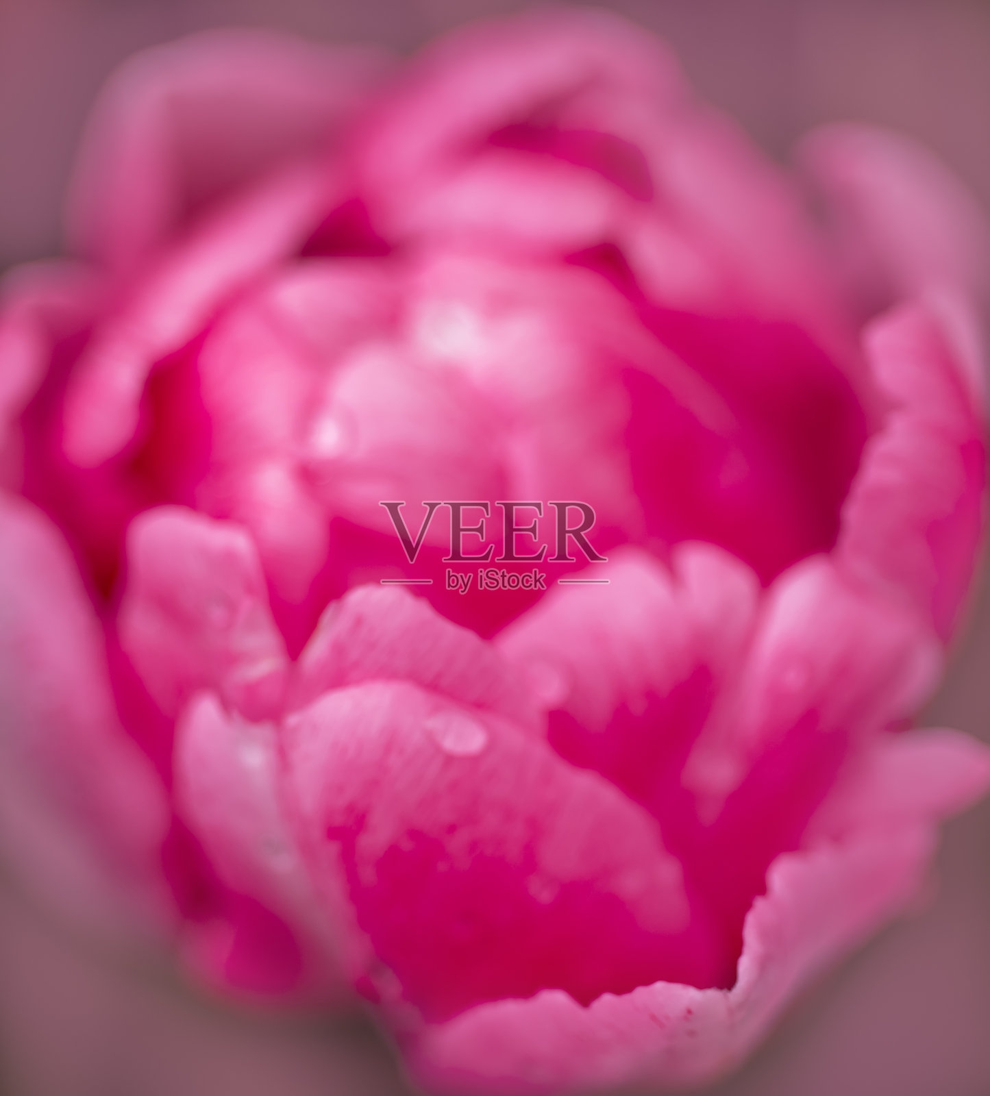 开了粉红色的郁金香与水滴。宏观的花。自然花背景照片摄影图片