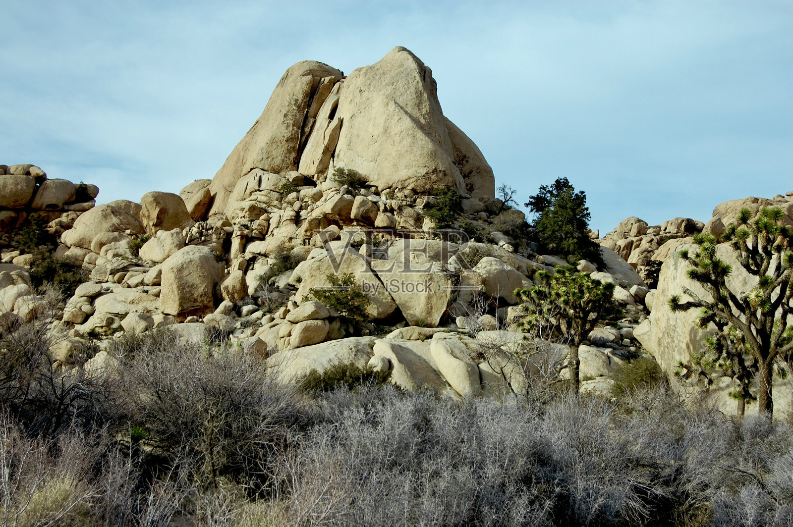 崎岖的约书亚树景观照片摄影图片