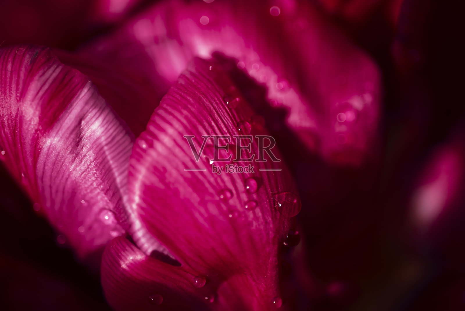 开了粉红色的郁金香与水滴。宏观的花。自然花背景照片摄影图片