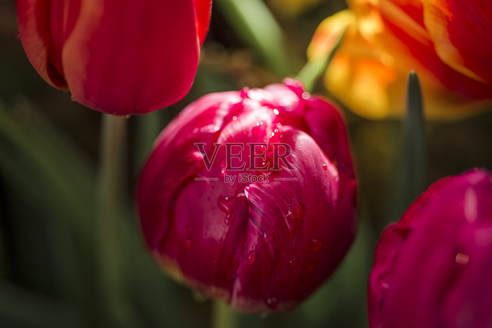 开了粉红色的郁金香与水滴。宏观的花。自然花背景照片摄影图片