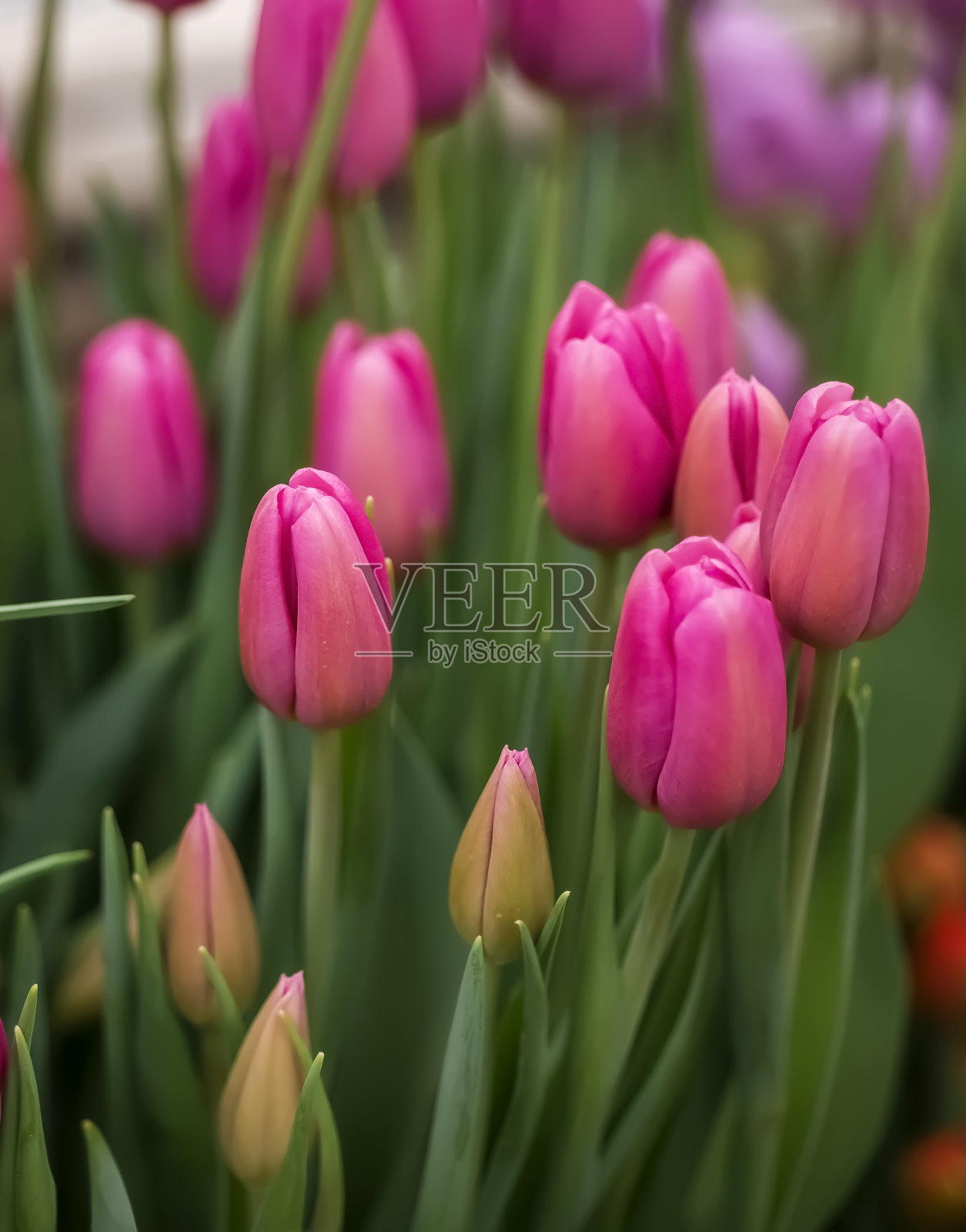 一片粉红色的郁金香。春天的花的背景照片摄影图片