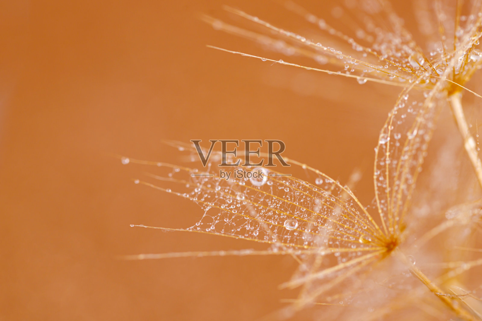 放大蒲公英的水滴照片摄影图片