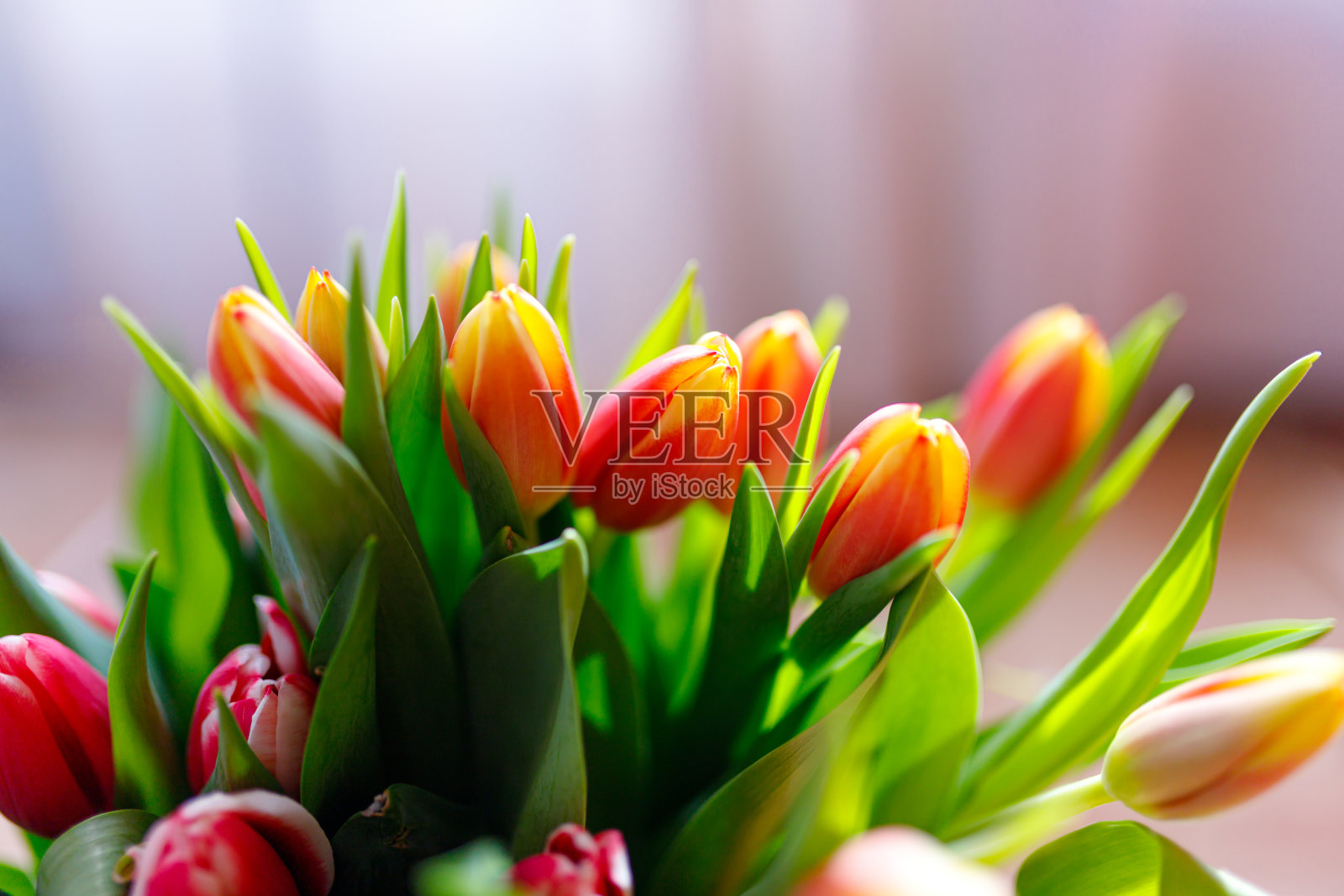 可爱的粉彩郁金香束，花边界在光背景，俯视图。春假的布局。母亲节贺卡照片摄影图片