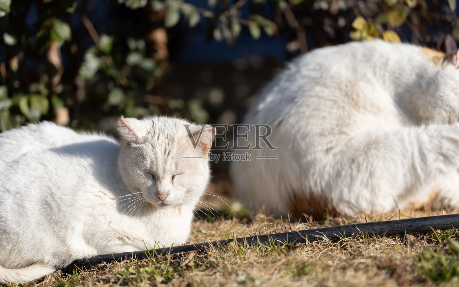 猫照片摄影图片