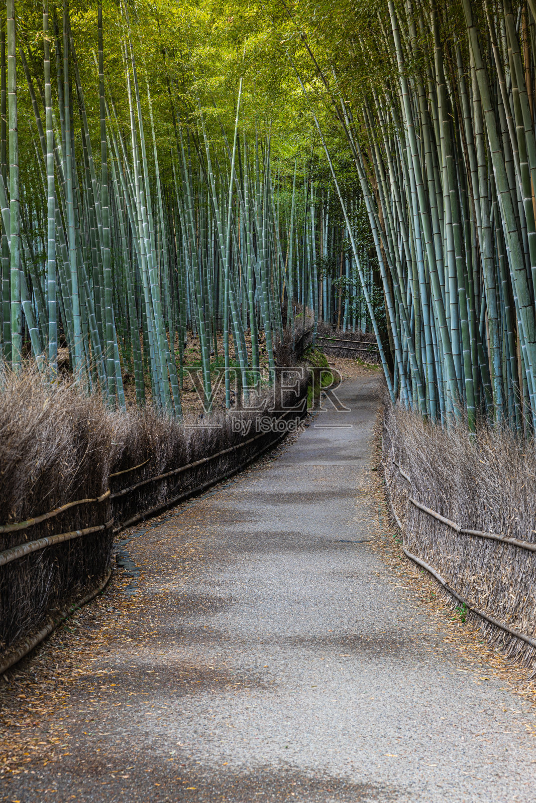 日本京都的岚山竹林，清晨的小径照片摄影图片