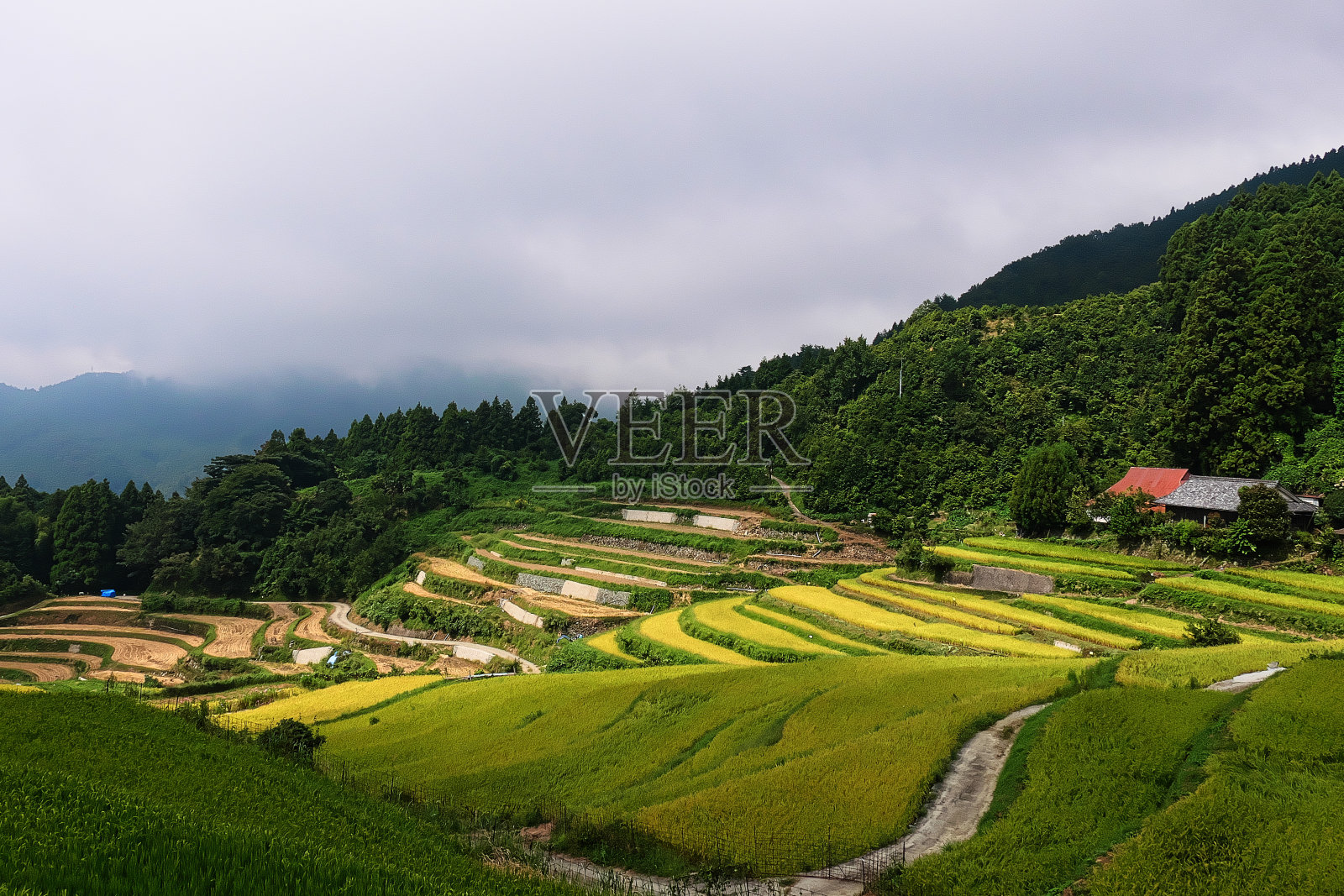正在种植水稻的梯田照片摄影图片