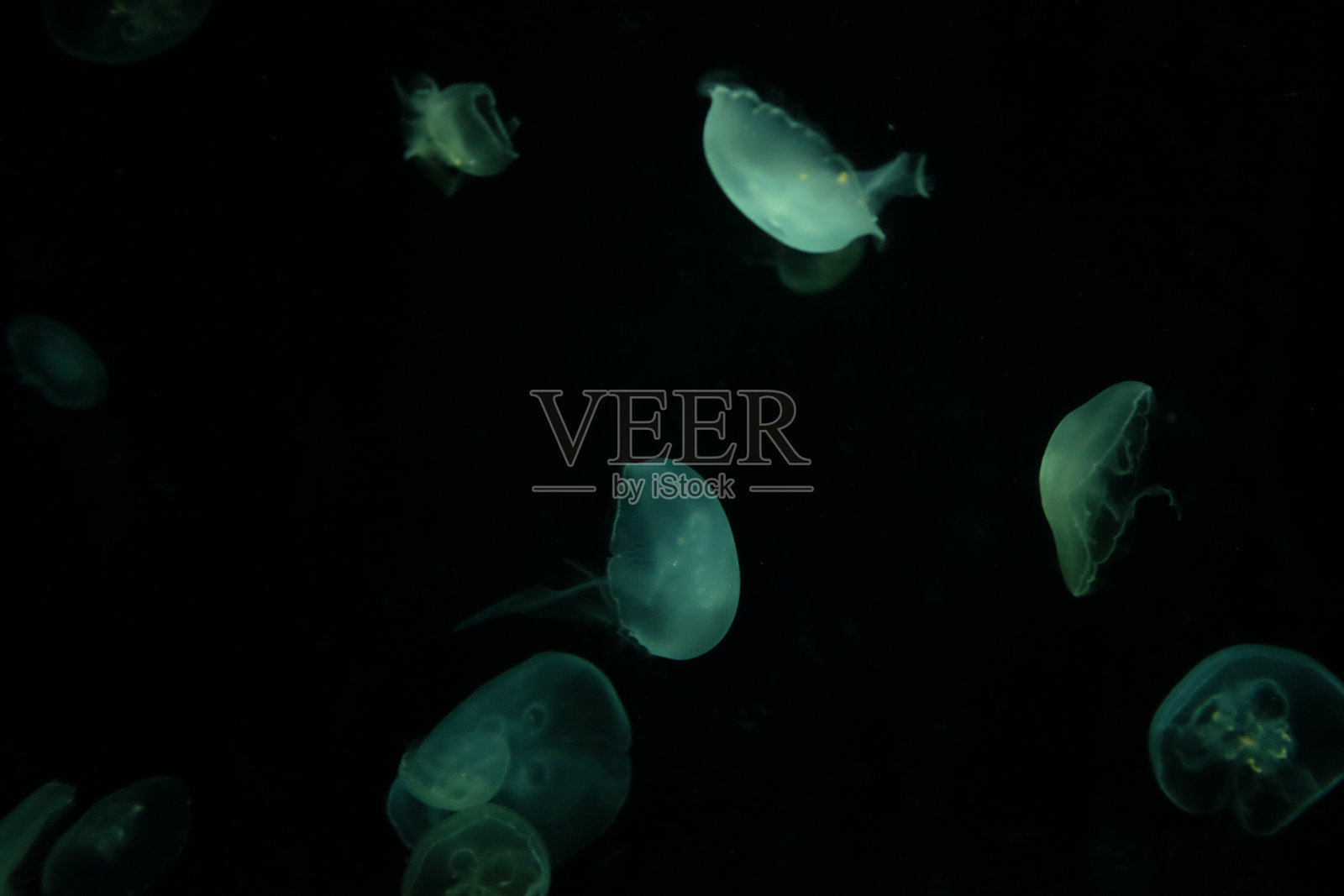 月亮水母照片摄影图片