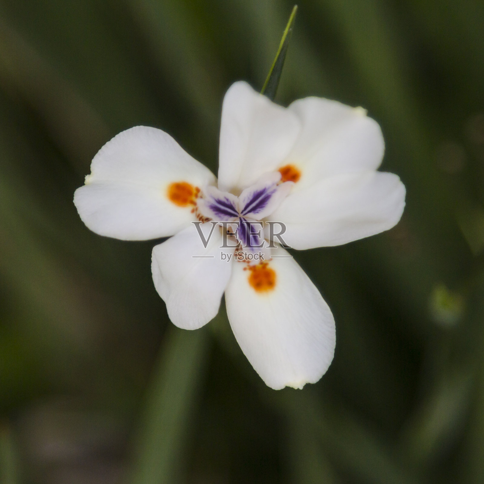 饮食iridioides照片摄影图片