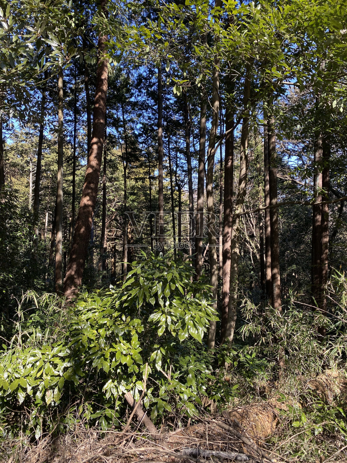 森林照片摄影图片