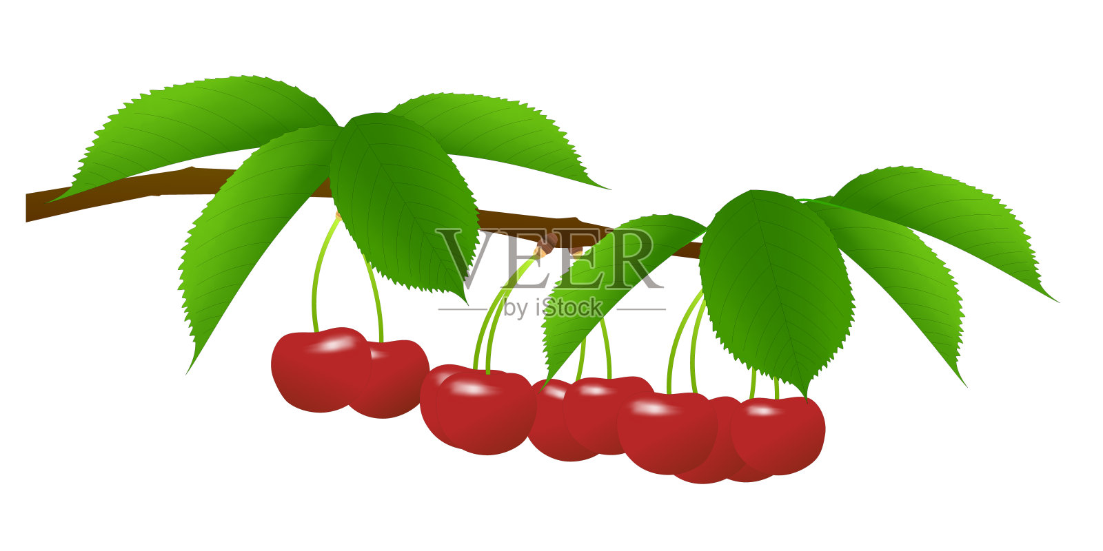 有红色樱桃和绿色叶子的树枝插画图片素材