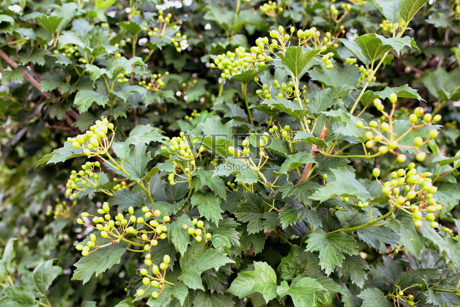 沙棘浆果的一个分枝。照片摄影图片