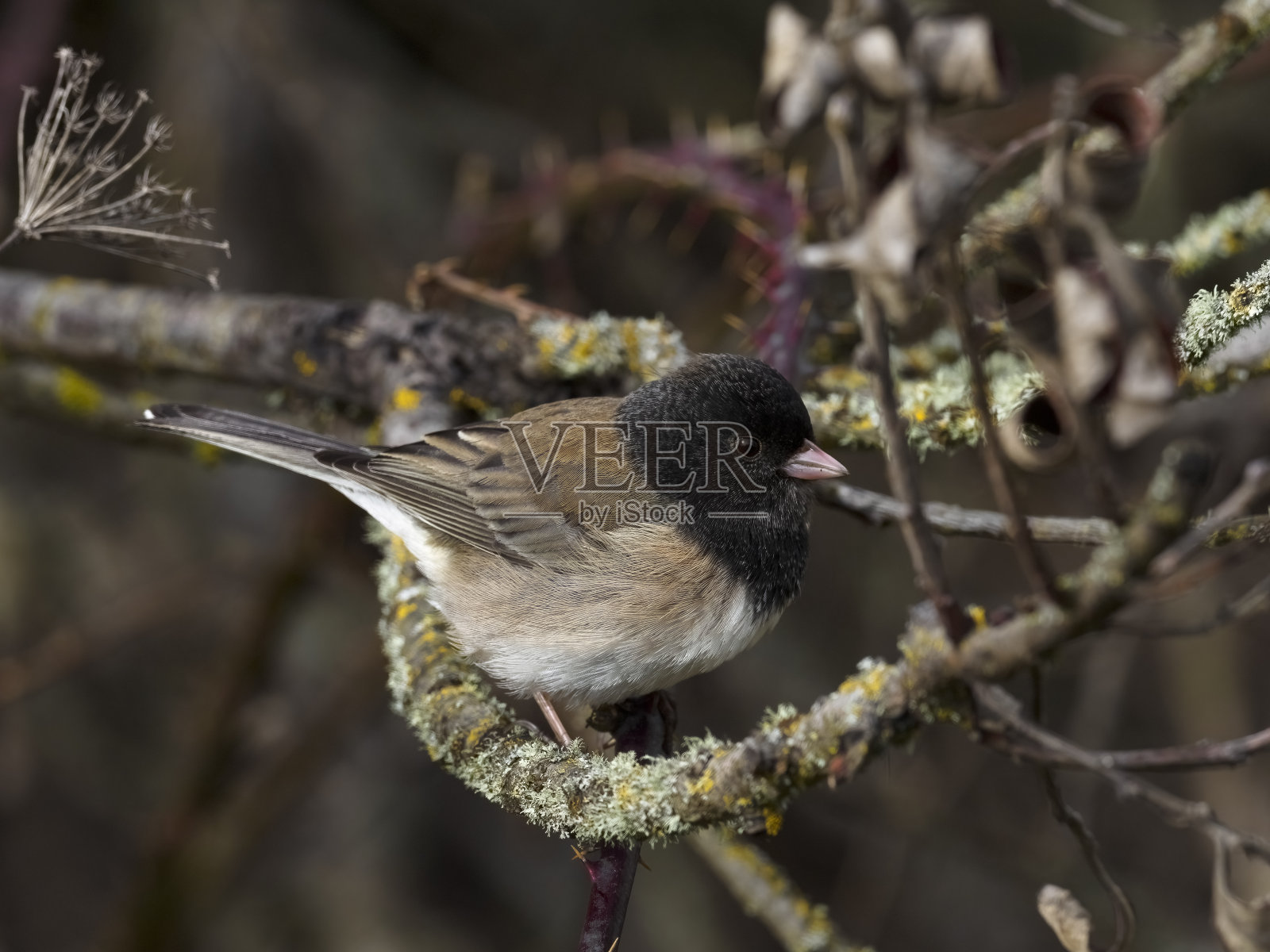 一只俄勒冈野鸟栖息在树上照片摄影图片