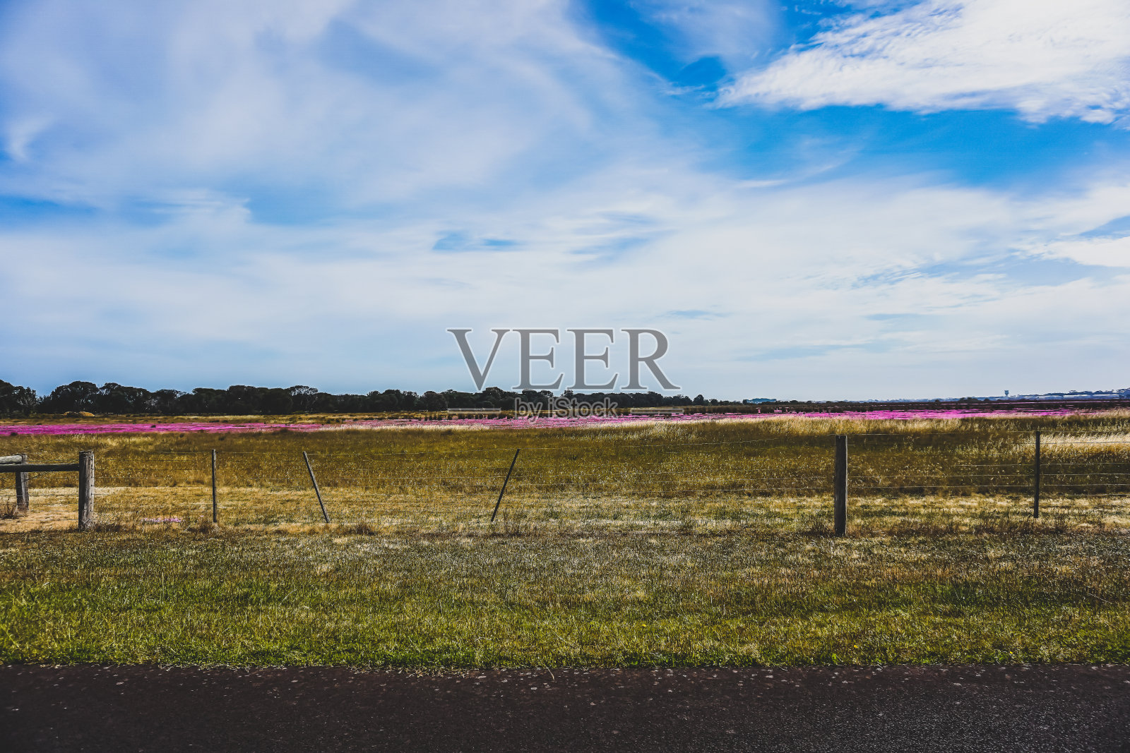 在澳大利亚的乡村种植紫色植物。照片摄影图片
