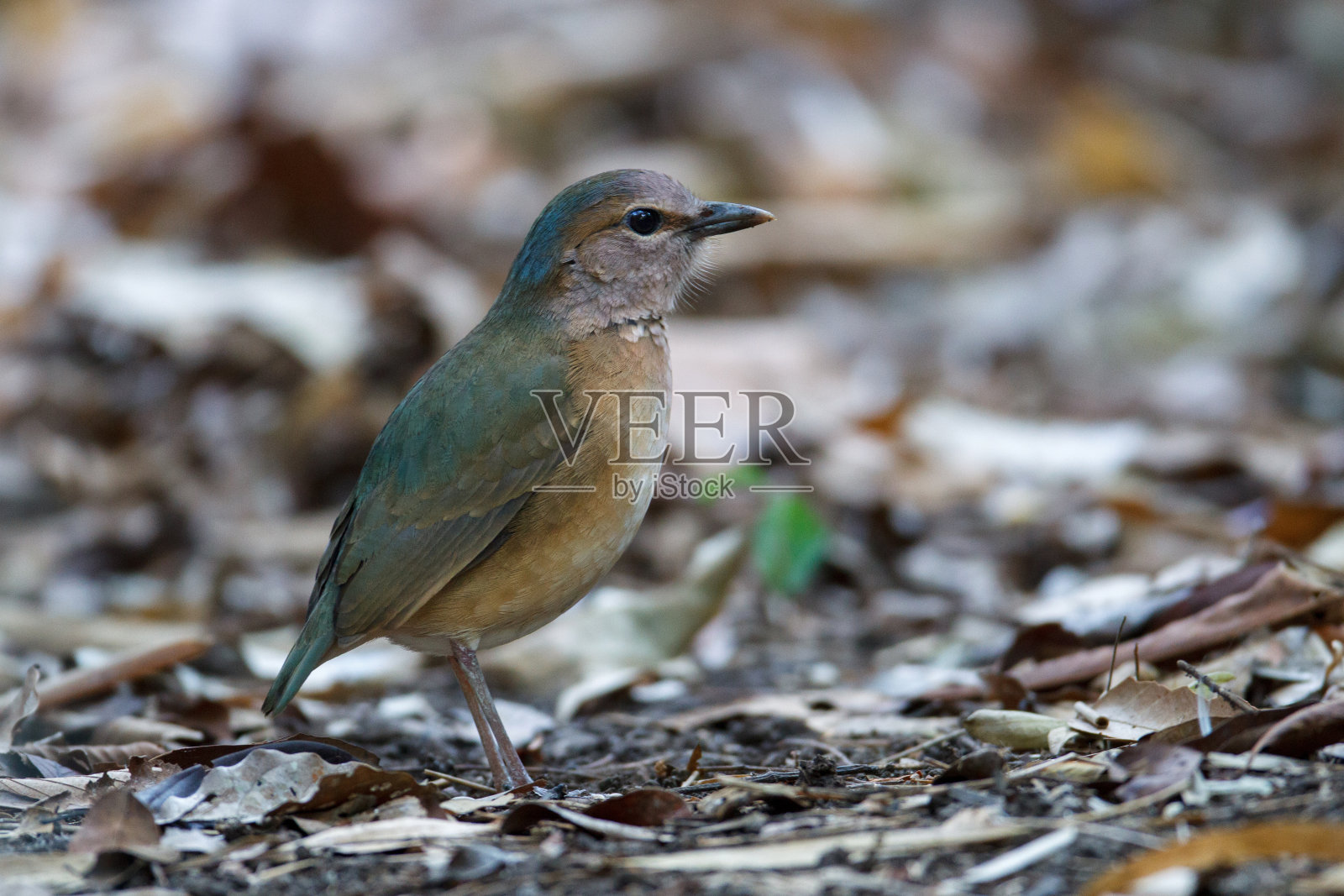 皮塔鸟:成年雌性蓝臀皮塔鸟(水鸟)。照片摄影图片