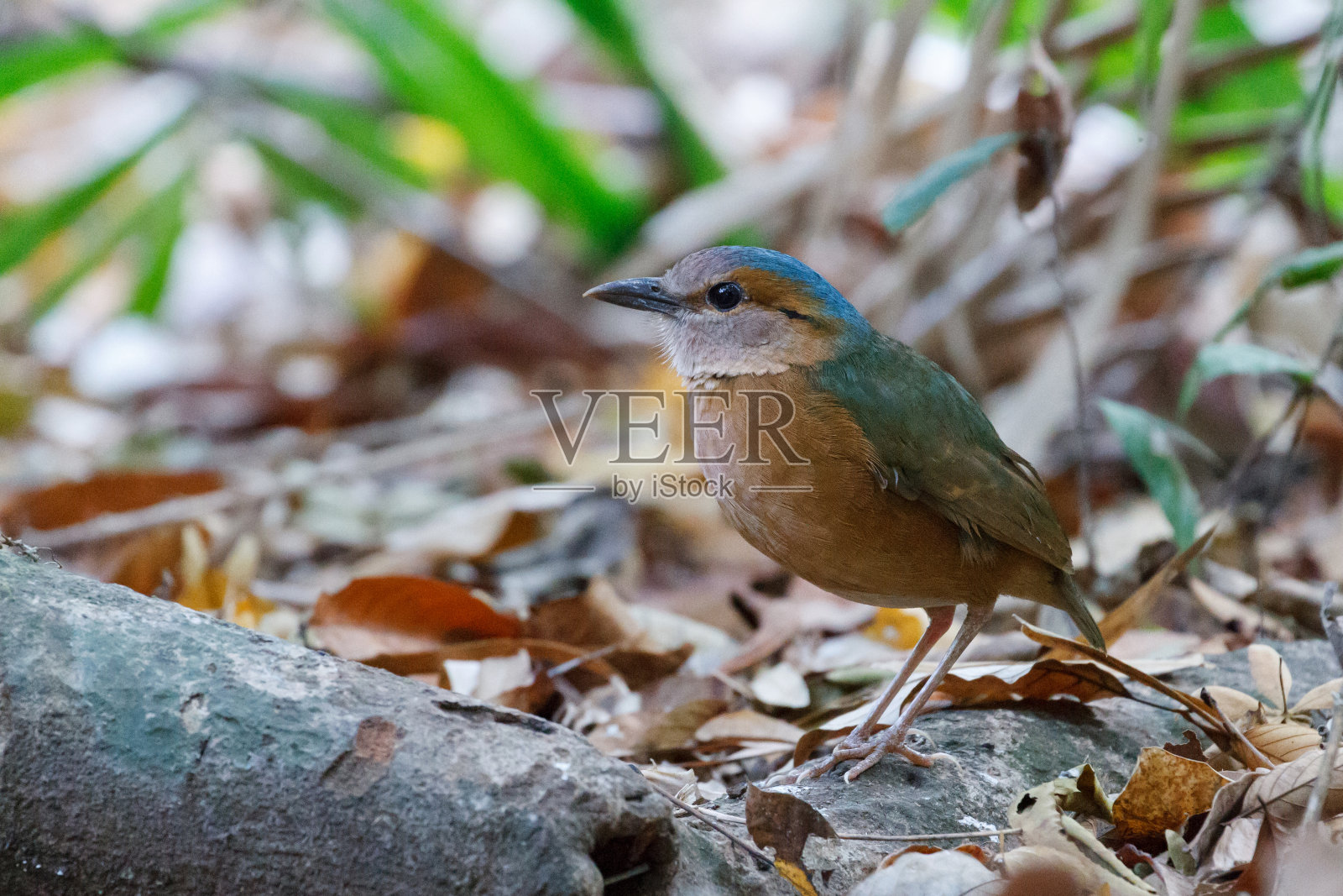 蓝臀皮塔鸟:成年雄性照片摄影图片