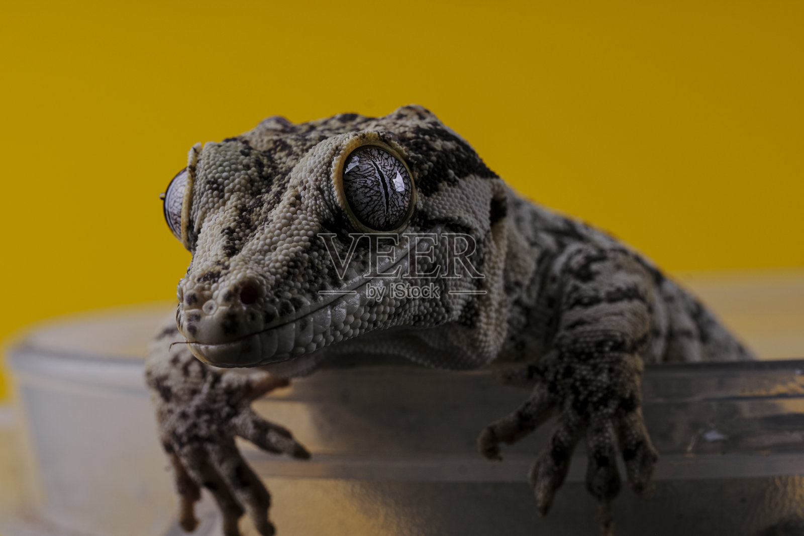 黄色背景的滴水嘴壁虎照片摄影图片