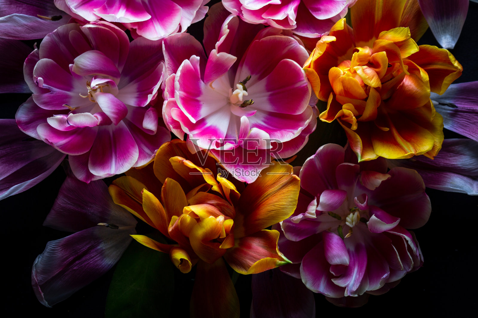 五颜六色的郁金香照片摄影图片