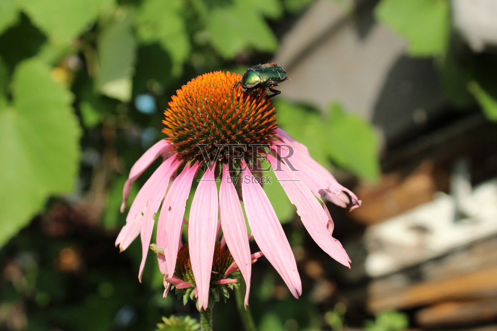 紫锥菊花与甲虫的特写。褪色的花。夏末的秋天。枯萎照片摄影图片