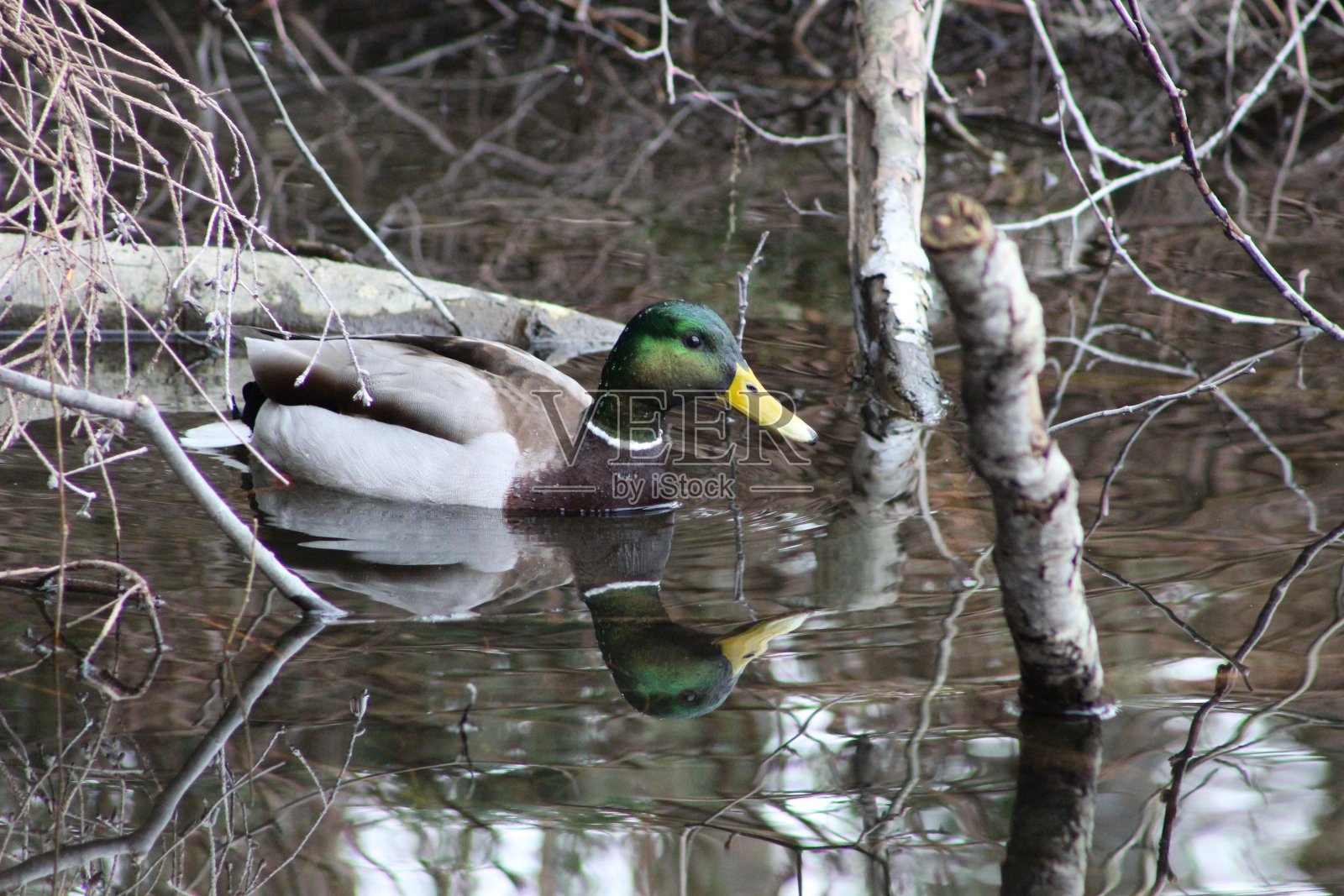 沿着湖的一只野鸭照片摄影图片