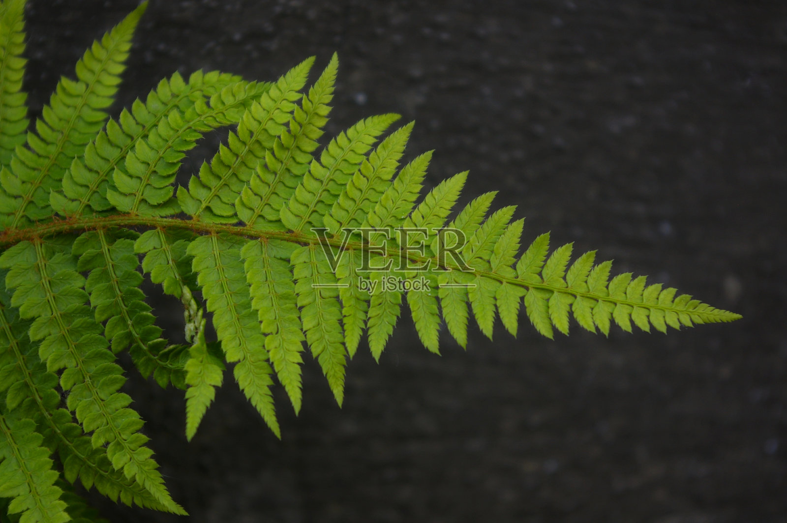 绿色的蕨类植物叶子靠近水泥墙。灰色背景与复制空间。照片摄影图片