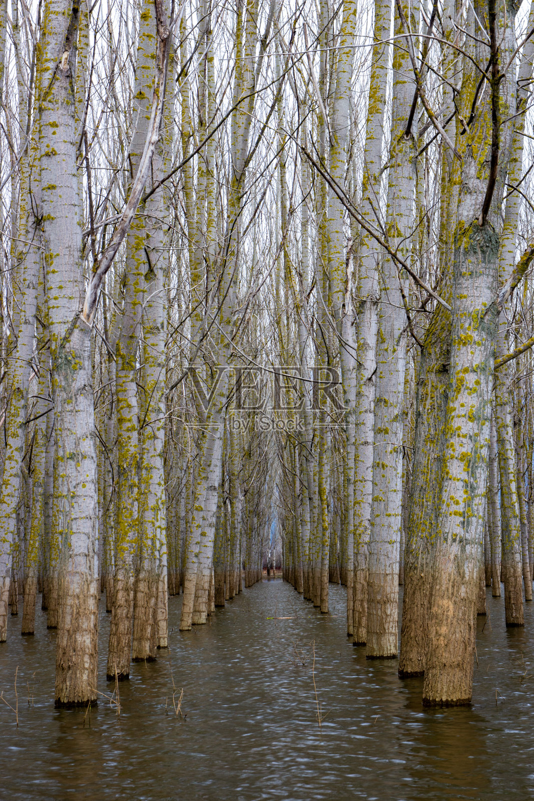 沼泽中的白杨树照片摄影图片