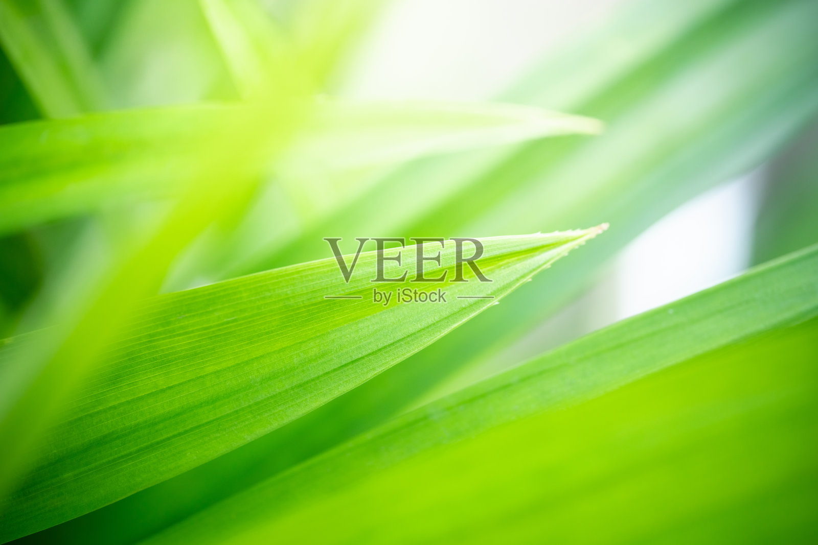 摘要模糊的绿叶自然利用天然植物作为背景，生态墙纸封面的概念。照片摄影图片