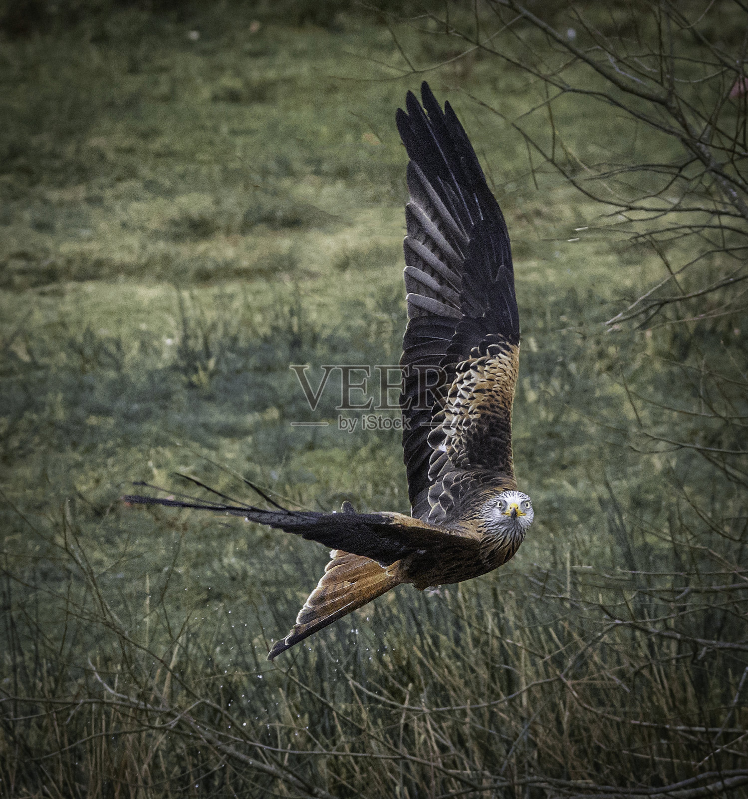 一只红风筝(Milvus Milvus)在飞行中直视镜头照片摄影图片