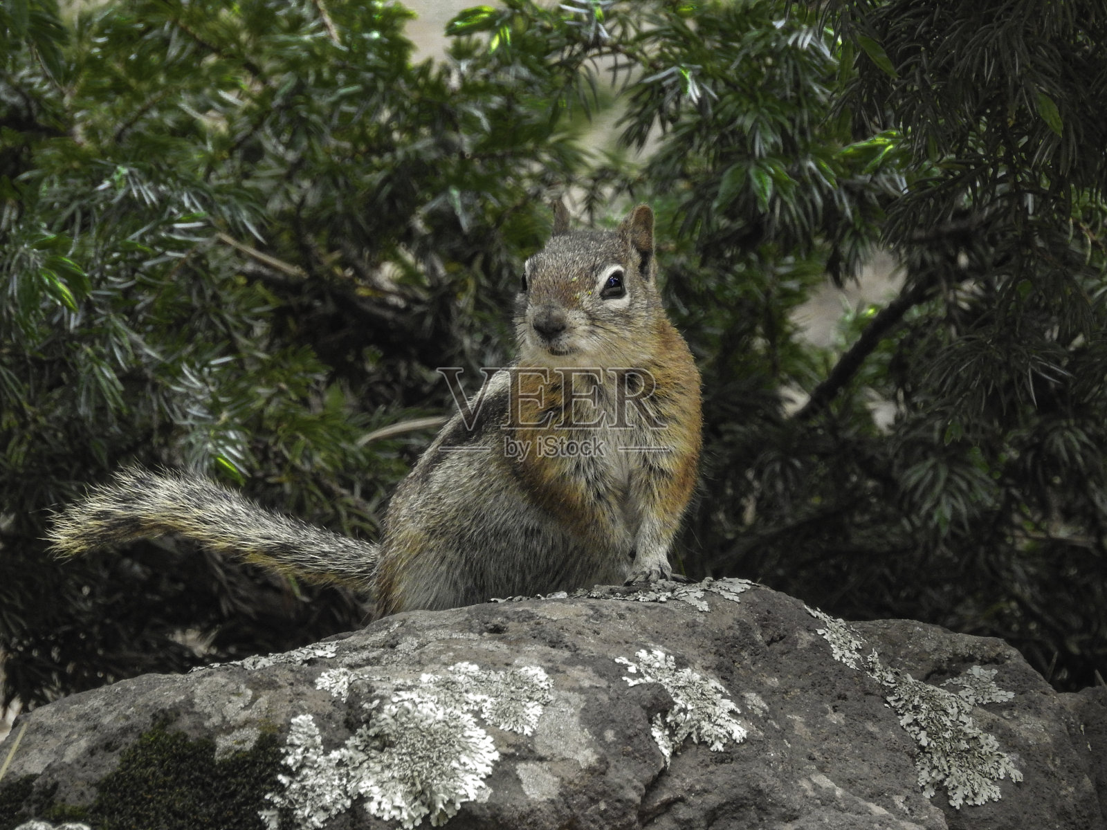 岩石上的金鬃地松鼠警报照片摄影图片