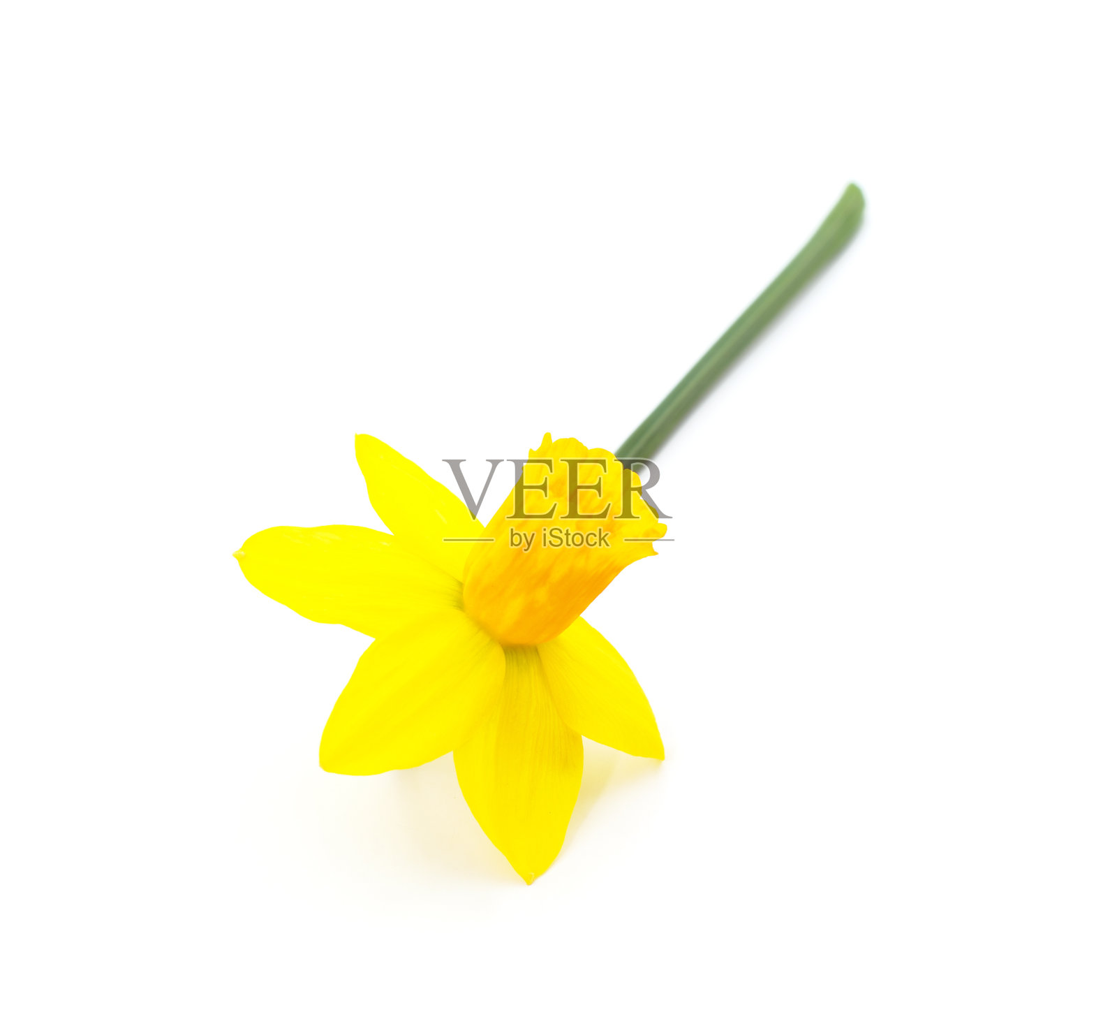 黄色的美丽的水仙花。照片摄影图片