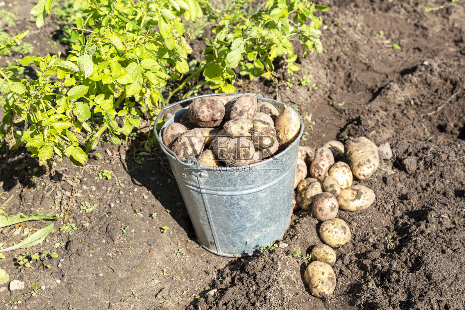 在菜园里收割土豆照片摄影图片