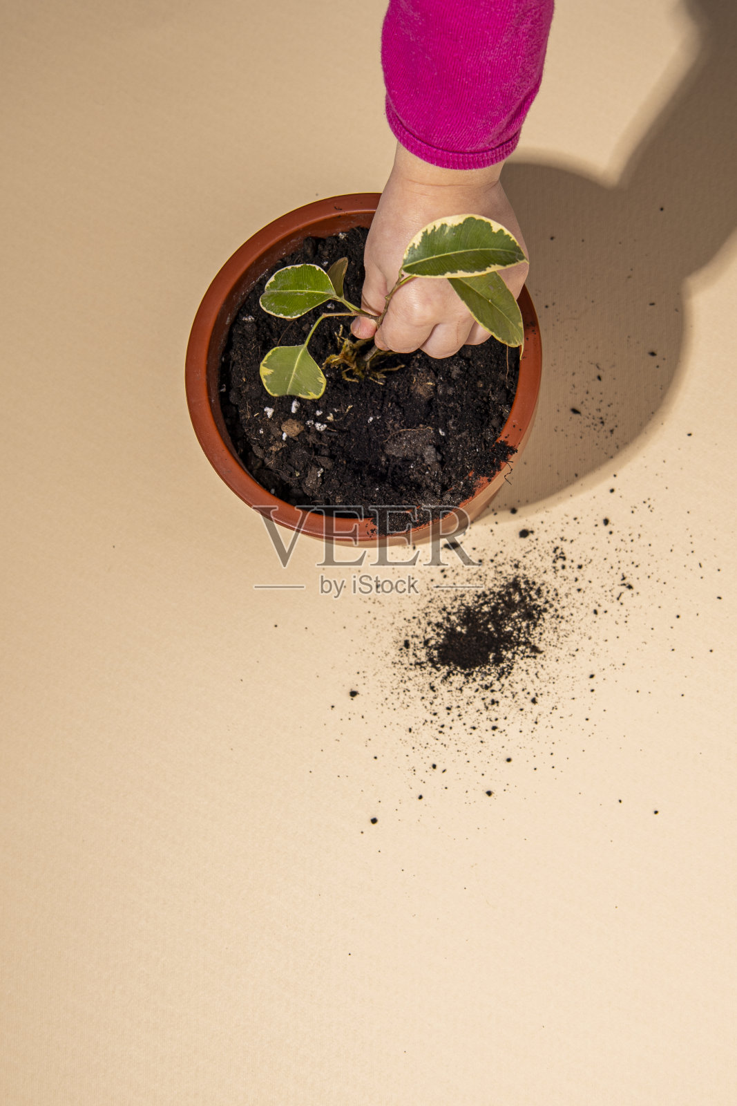 一个孩子的手在一个米色背景上有土壤的花盆里种花。顶视图，平躺。照片摄影图片