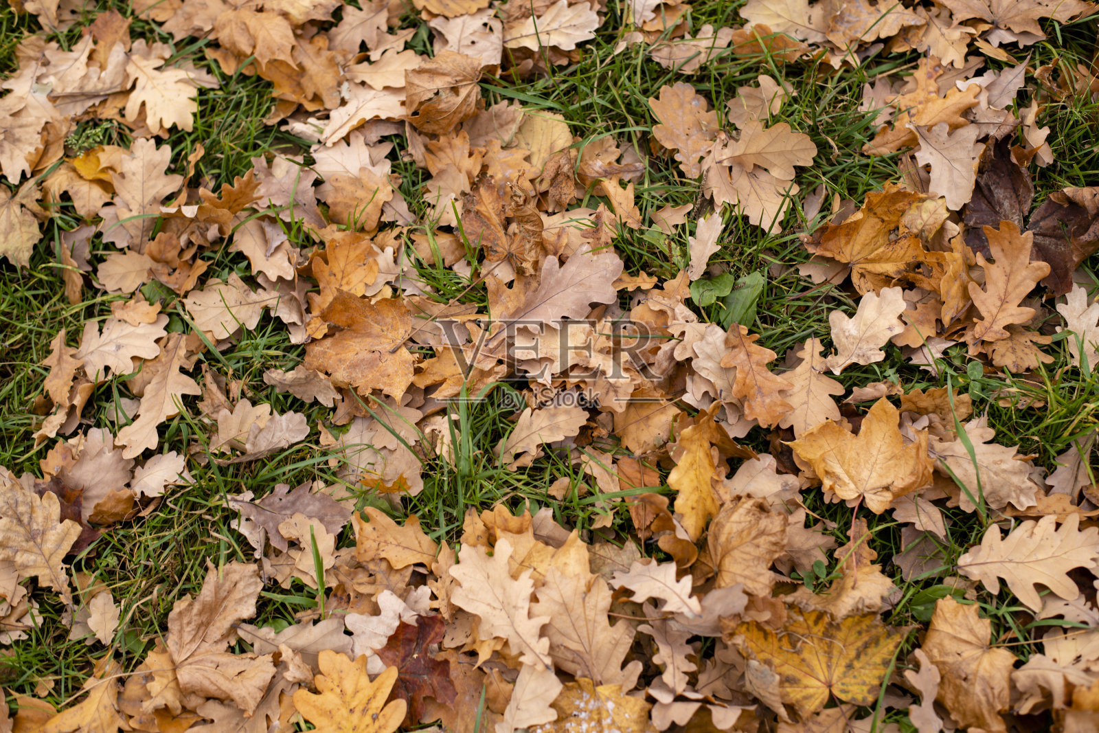 黄色的秋叶在绿色的草地上照片摄影图片
