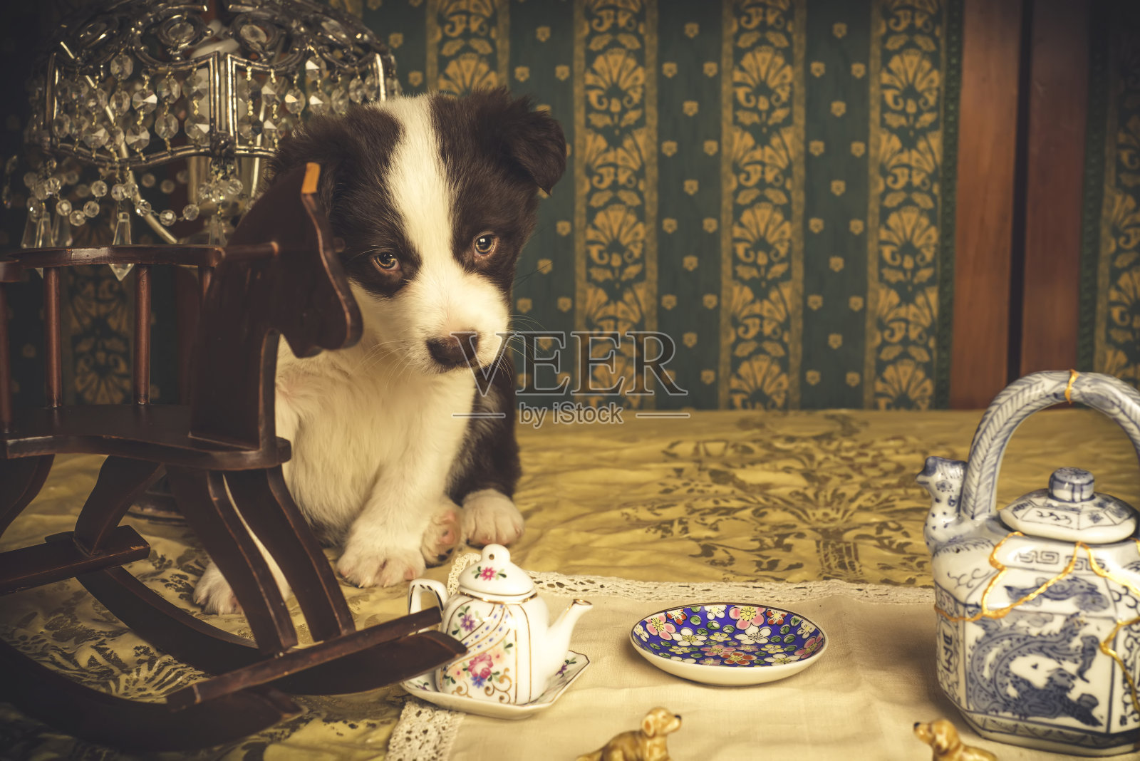 可爱的棕色和白色边境牧羊犬小狗复古的背景照片摄影图片