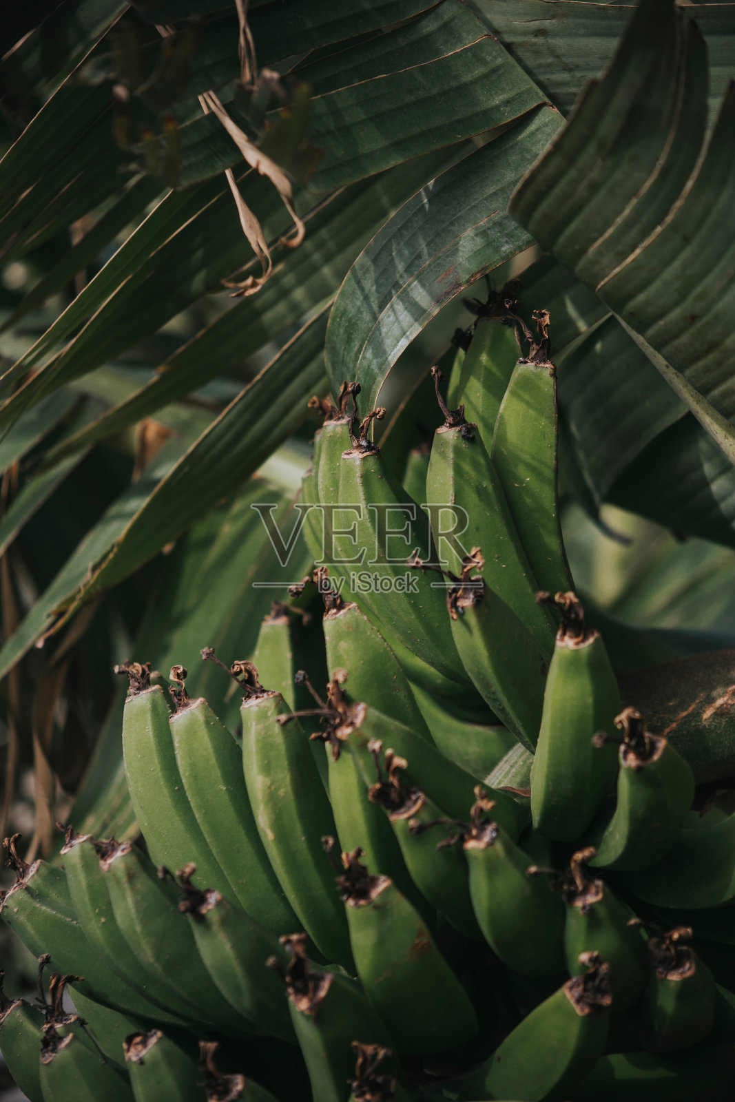 绿色的香蕉，香蕉树照片摄影图片