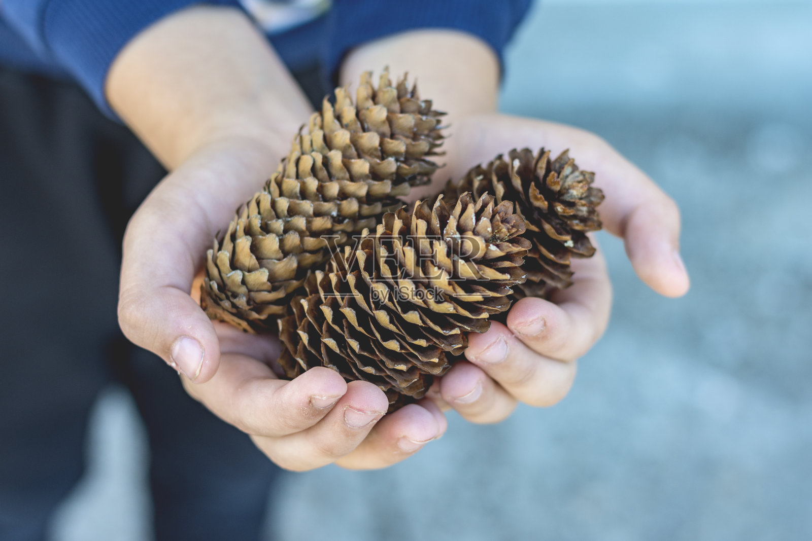 小男孩手里的松果照片摄影图片
