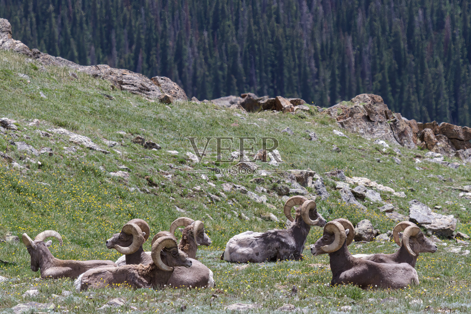 科罗拉多落基山大角羊照片摄影图片