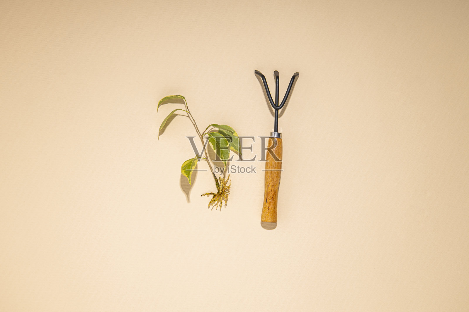 植物茎，花园工具躺在米色的背景上。俯视图，平躺。照片摄影图片